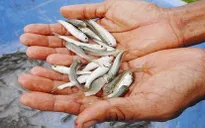 Mùa nước nổi - Mùa cá linh về tại ĐBSCL