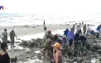 Bình Thuận dọn dẹp thảm rác dài hơn 1km ở Mũi Né