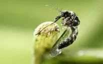 Trung Quốc ghi nhận trường hợp nhiễm virus Zika đầu tiên