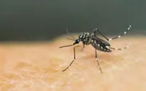 Tây Ban Nha ghi nhận 58 trường hợp nhiễm virus Zika