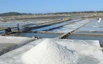 Giá muối rẻ như cho tại các tỉnh Đồng bằng sông Cửu Long