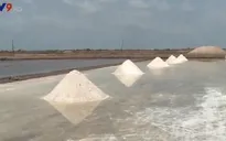 Bạc Liêu: Tạm trữ gần 1 tháng, diêm dân vẫn không bán được muối