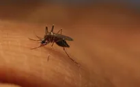 Tạo ra muỗi biến đổi gen để chống virus Zika