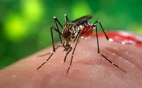 Bệnh do virus Zika và sốt xuất huyết khác nhau thế nào?