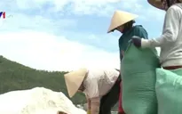 Phó Thủ tướng Vương Đình Huệ chỉ đạo mua tạm trữ muối niên vụ 2016