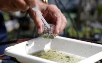 4 ca nhiễm virus Zika tại bang Florida, Mỹ