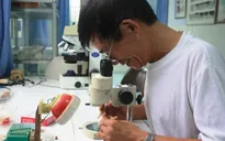 Sẽ mở rộng địa bàn thả muỗi mang Wolbachia tại TP Nha Trang
