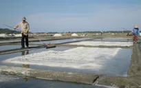 Bao giờ muối ở ĐBSCL mới hết vị đắng?