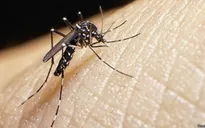 Các địa phương triển khai biện pháp phòng ngừa virus Zika