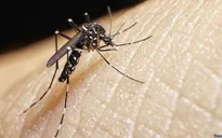 Việt Nam tăng cường phòng chống virus Zika