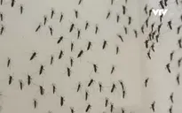 Brazil phát hiện virus Zika trong một loại muỗi nhà phổ biến