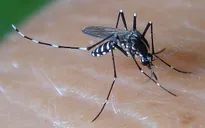 Malaysia: Bệnh nhân nhiễm virus Zika tử vong do biến chứng tim