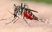 Brazil chi hơn 130 triệu USD ngăn chặn Zika