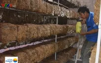 Hiệu quả trồng nấm rơm trong nhà kín tại ĐBSCL
