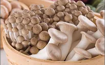 Sau hoa quả, các loại nấm Trung Quốc cũng bọc mác hàng Việt