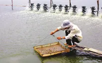 Cà Mau: Xâm nhập mặn nghiêm trọng do nuôi tôm tự phát