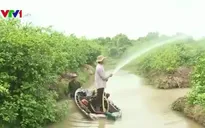 Nước ngọt về thượng nguồn đồng bằng sông Cửu Long