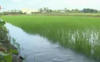 ĐBSCL tích cực lấy nước ngọt cứu lúa