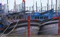 Tàu cá gặp nguy hiểm do triều cường, lũ dâng