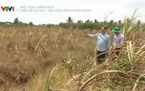 Vựa lúa ĐBSCL có nguy cơ "bốc hơi" vì biến đổi khí hậu