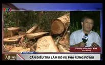 Có hay không việc tiếp tay cho lâm tặc phá rừng Pơ mu tại Nam Giang?