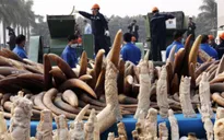 Bắt giữ 105 khúc ngà voi tại Sân bay quốc tế Nội Bài