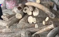 TP.HCM: 3,5 tấn ngà voi bị bắt trong vòng 1 tháng