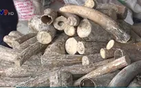TP.HCM: Bắt 1 tấn ngà voi giấu trong thân gỗ nhập lậu