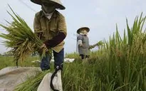Ngành lúa gạo chi 7.000 tỷ đồng tái cơ cấu
