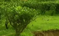 Ngành chè Ấn Độ gặp khó do xói mòn đất đai