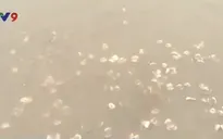 Người nuôi nghêu Bạc Liêu cần được hỗ trợ tái sản xuất