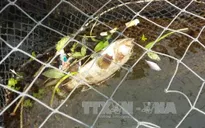 Cá chết ở Thanh Hóa không liên quan đến dịch bệnh