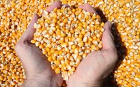 Giá ngô, lúa mỳ và đậu tương cùng tăng trong tuần qua
