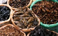 Nguy cơ ngộ độc do ăn côn trùng