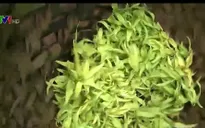 Ngọc lan tây - loài hoa làm nên mùi hương quyến rũ của nhiều loại nước hoa