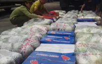 Nghệ An: Tiêu hủy hàng tấn rau quả nhập lậu từ Trung Quốc