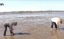Ngư dân Hà Tĩnh khốn đốn sau thảm họa môi trường do Formosa