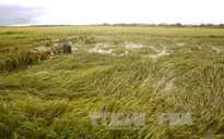 Yêu cầu tỉnh Nghệ An khẩn trương ứng phó với diễn biến mưa, lũ