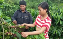 Sản lượng cà phê Tây Nguyên sụt giảm do hạn hán kéo dài