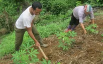 Hơn 97.000 ha rừng được trồng mới ở miền Bắc
