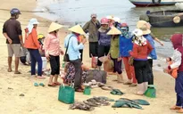 Công bố nguyên nhân cá chết: Nhân dân miền Trung "gỡ rối tơ lòng"