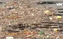 Olympics 2016: Khuyến cáo vận động viên thận trọng do nước nhiễm khuẩn
