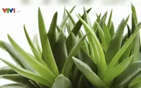 Nắng nóng thương lái tranh nhau mua nha đam, dân không đủ bán