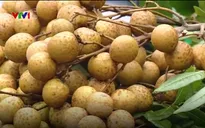 Hưng Yên: Người trồng nhãn điêu đứng vì thông tin nhãn xông lưu huỳnh