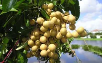 Nhãn và chanh Đồng Tháp có "vé" xuất ngoại
