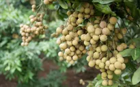 Thị trường Malaysia đón nhận quả nhãn Việt Nam