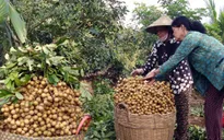 Xuất khẩu sang Mỹ 100 tấn nhãn Ido