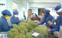 Giá nho sản xuất theo tiêu chuẩn VietGAP tăng mạnh
