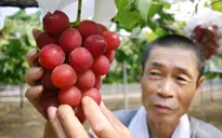 Chùm nho giá 11.000 USD tại Nhật Bản