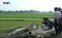 Nông dân tưới nhớt lên rau muống để… diệt sâu